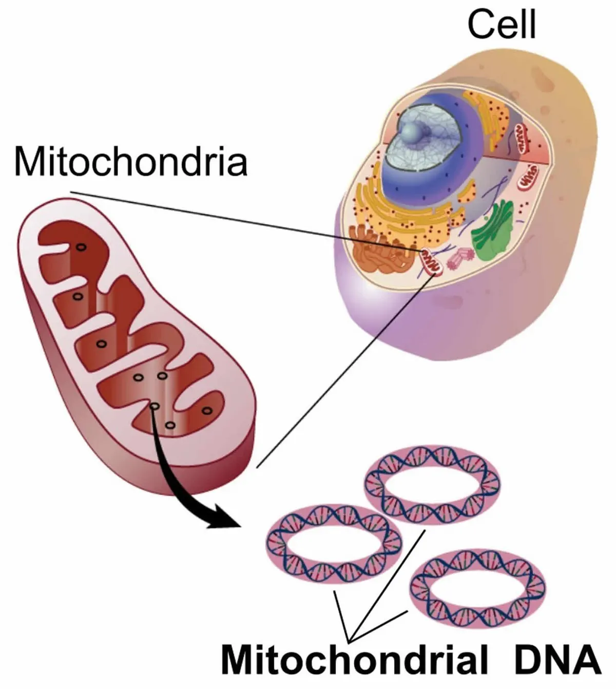 Schematische tekening van een cel met mitochondriën en mitochondriaal DNA