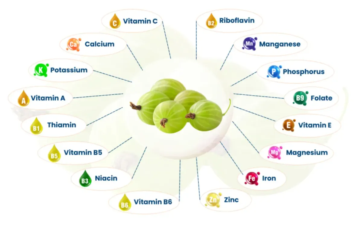 Kruisbessen met daaromheen de vitamines en mineralen die erin zitten, waaronder vitamine C